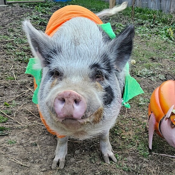 thepatchworkpig
